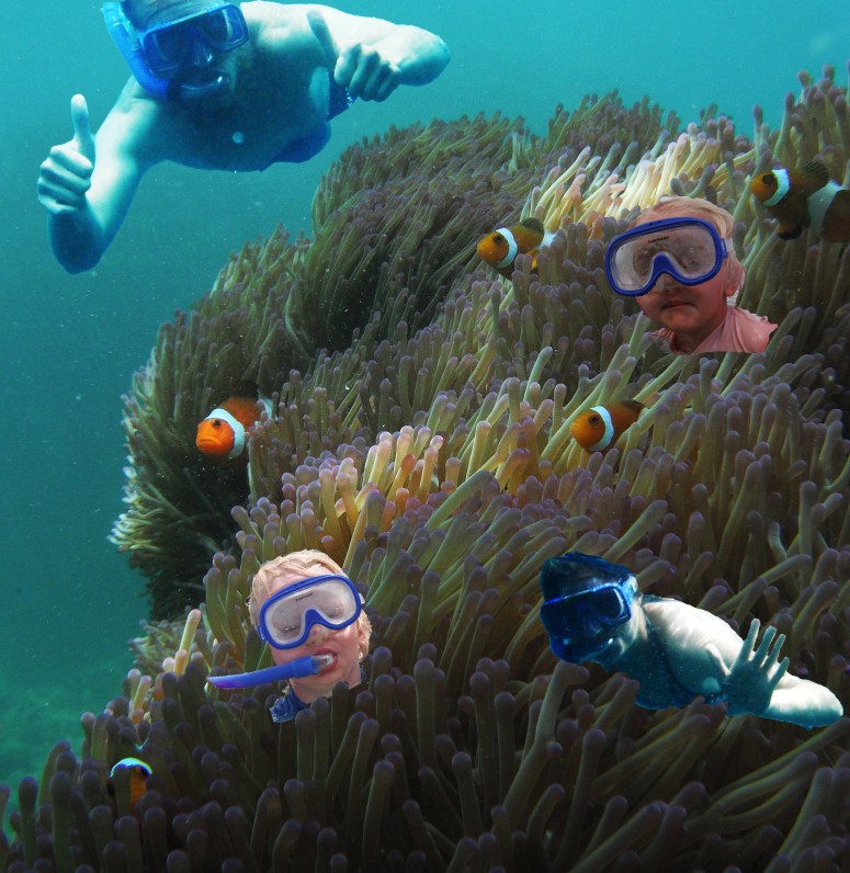 Familien klovnfisk copy 1