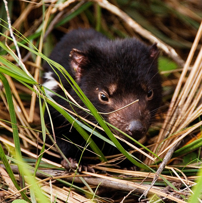 Tasmanien Devil copy