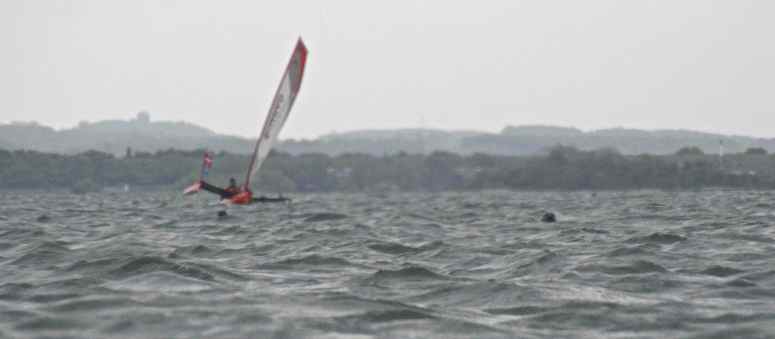 Sæler over det hele /Seals every where