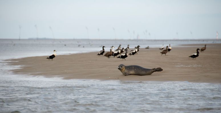 Vi så flere sæler på turen, denne meget tæt på / We saw many seals, this very close by.
